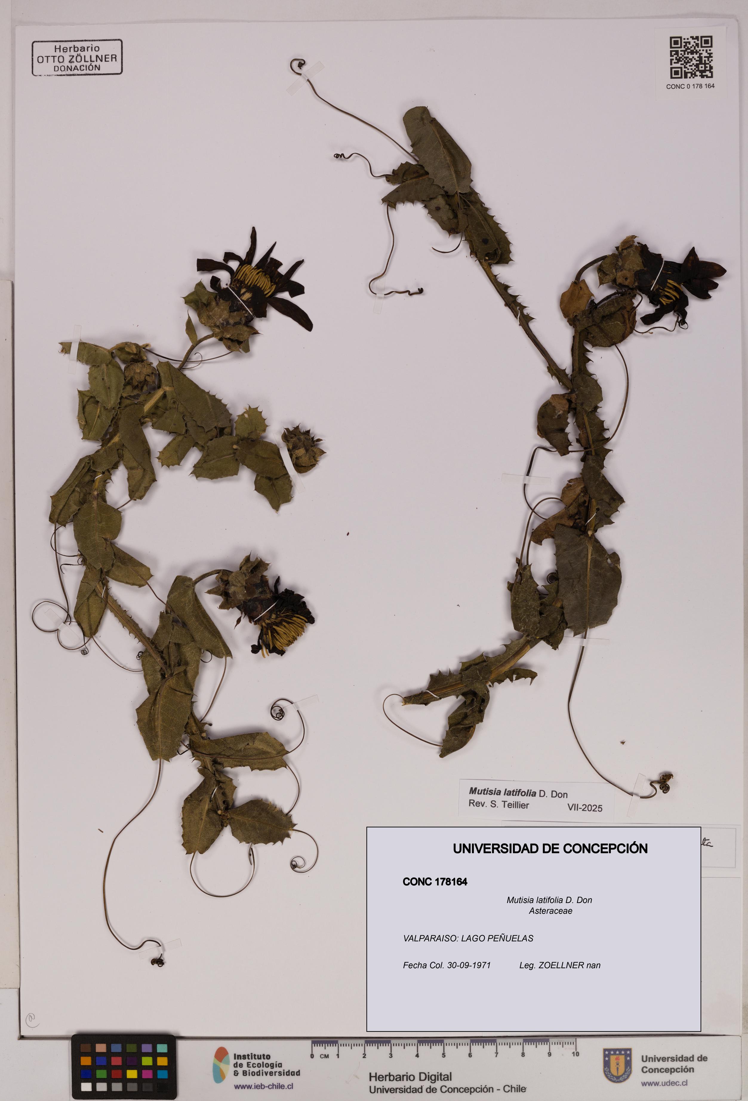 Mutisia latifolia [Espécimen: UDEC:CONC:0178164]