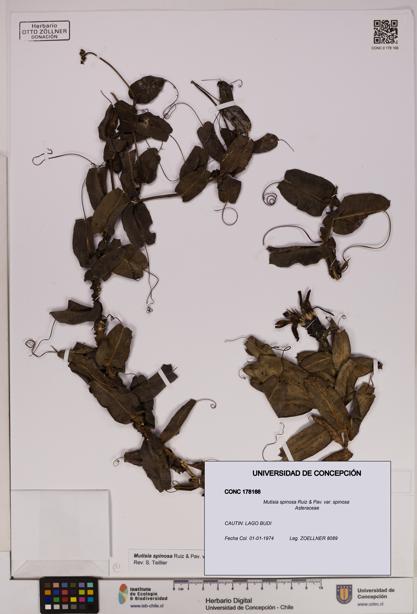 Mutisia spinosa var. spinosa [Espécimen: UDEC:CONC:0178166]