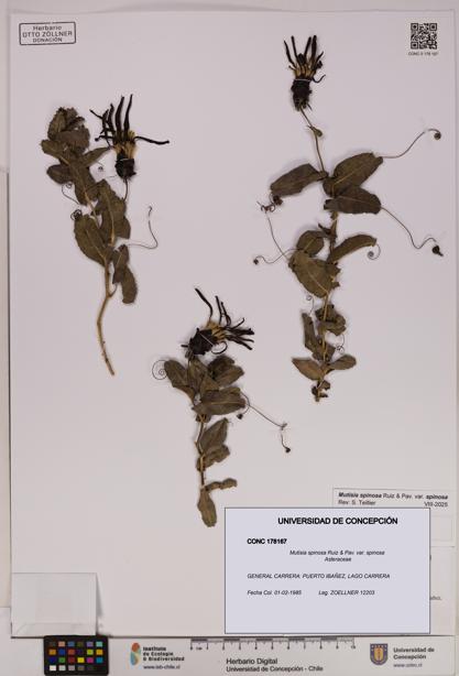 Mutisia spinosa var. spinosa [Espécimen: UDEC:CONC:0178167]