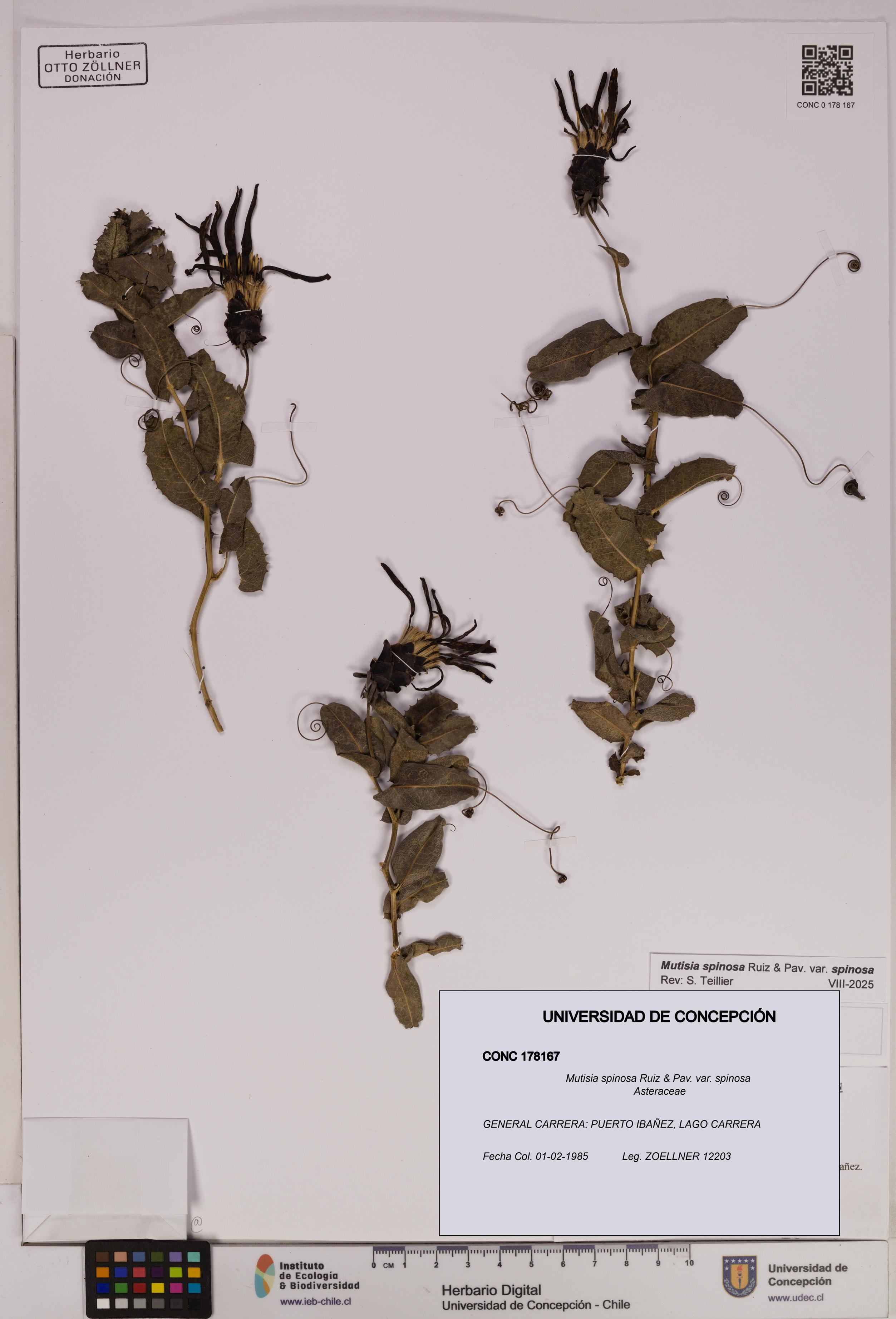 Mutisia spinosa var. spinosa [Espécimen: UDEC:CONC:0178167]