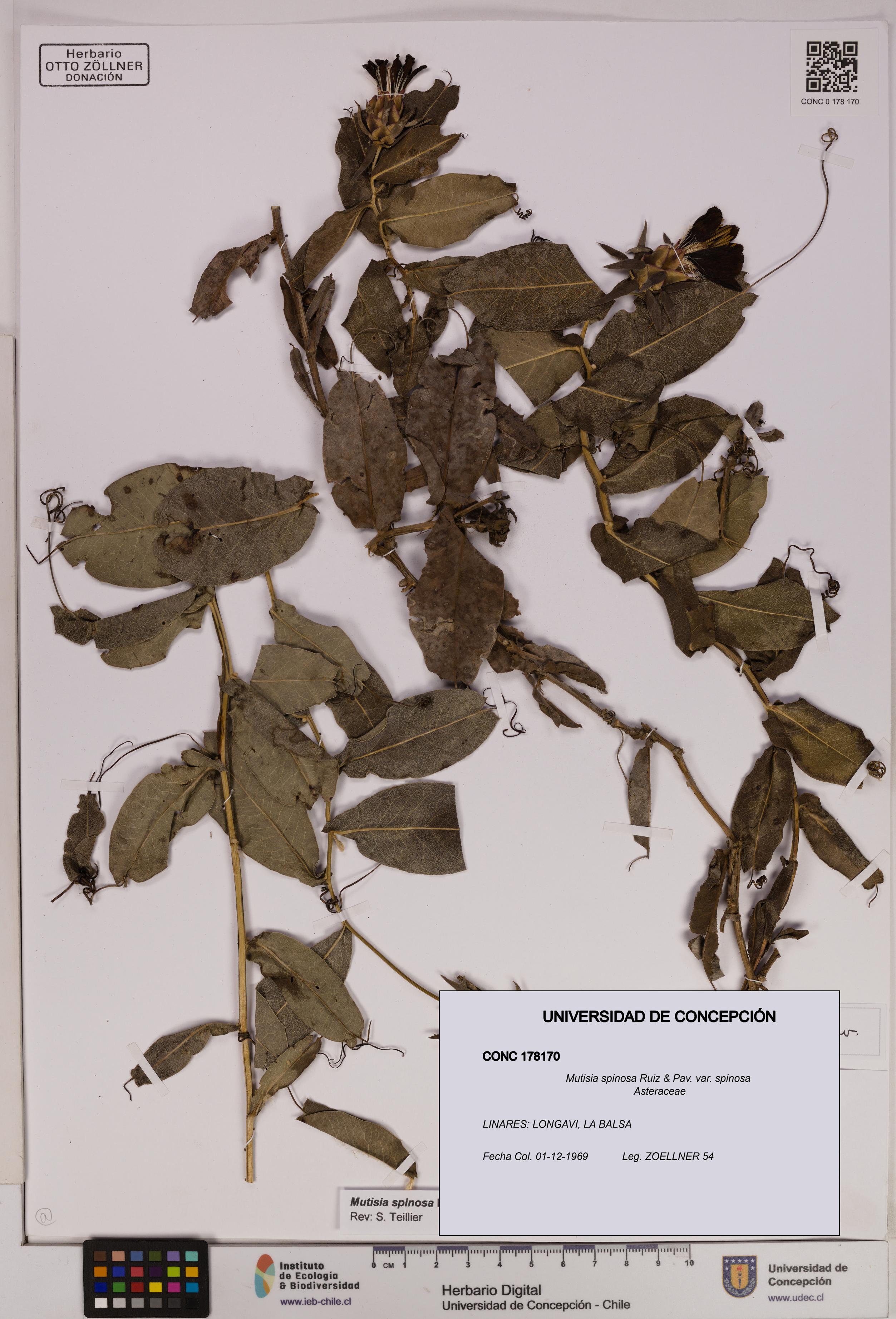 Mutisia spinosa var. spinosa [Espécimen: UDEC:CONC:0178170]