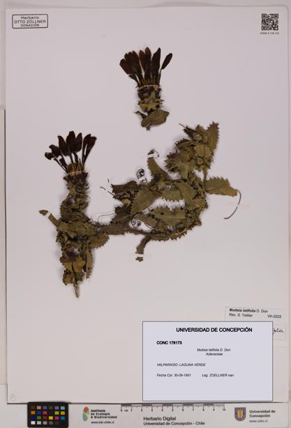 Mutisia latifolia [Espécimen: UDEC:CONC:0178173]