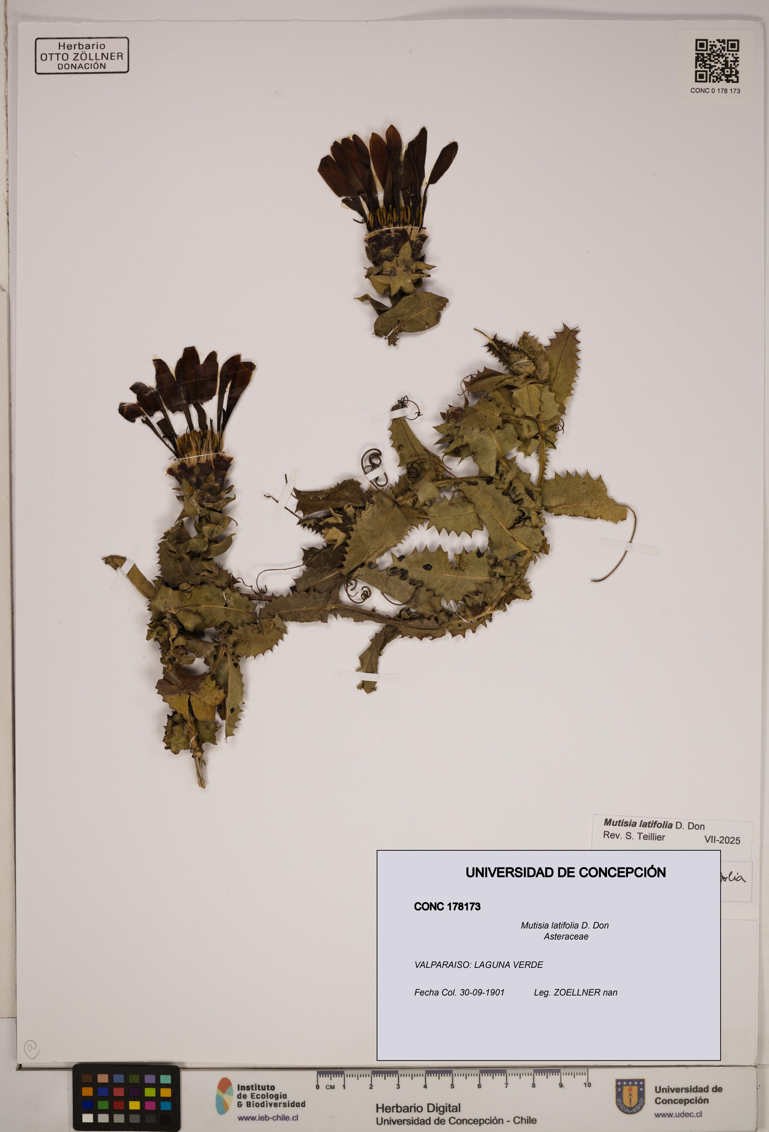 Mutisia latifolia [Espécimen: ]