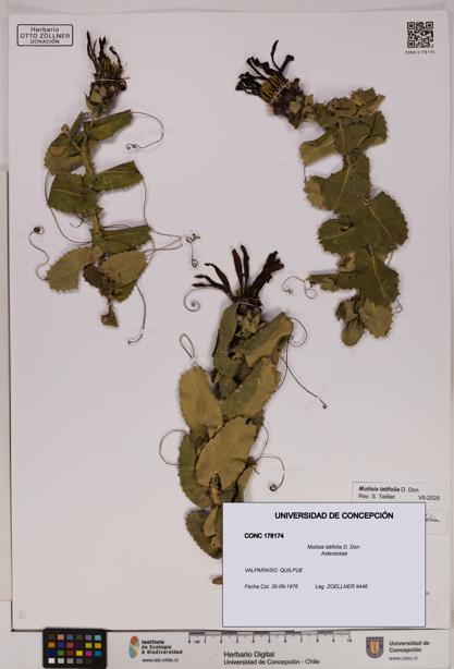 Mutisia latifolia [Espécimen: UDEC:CONC:0178174]