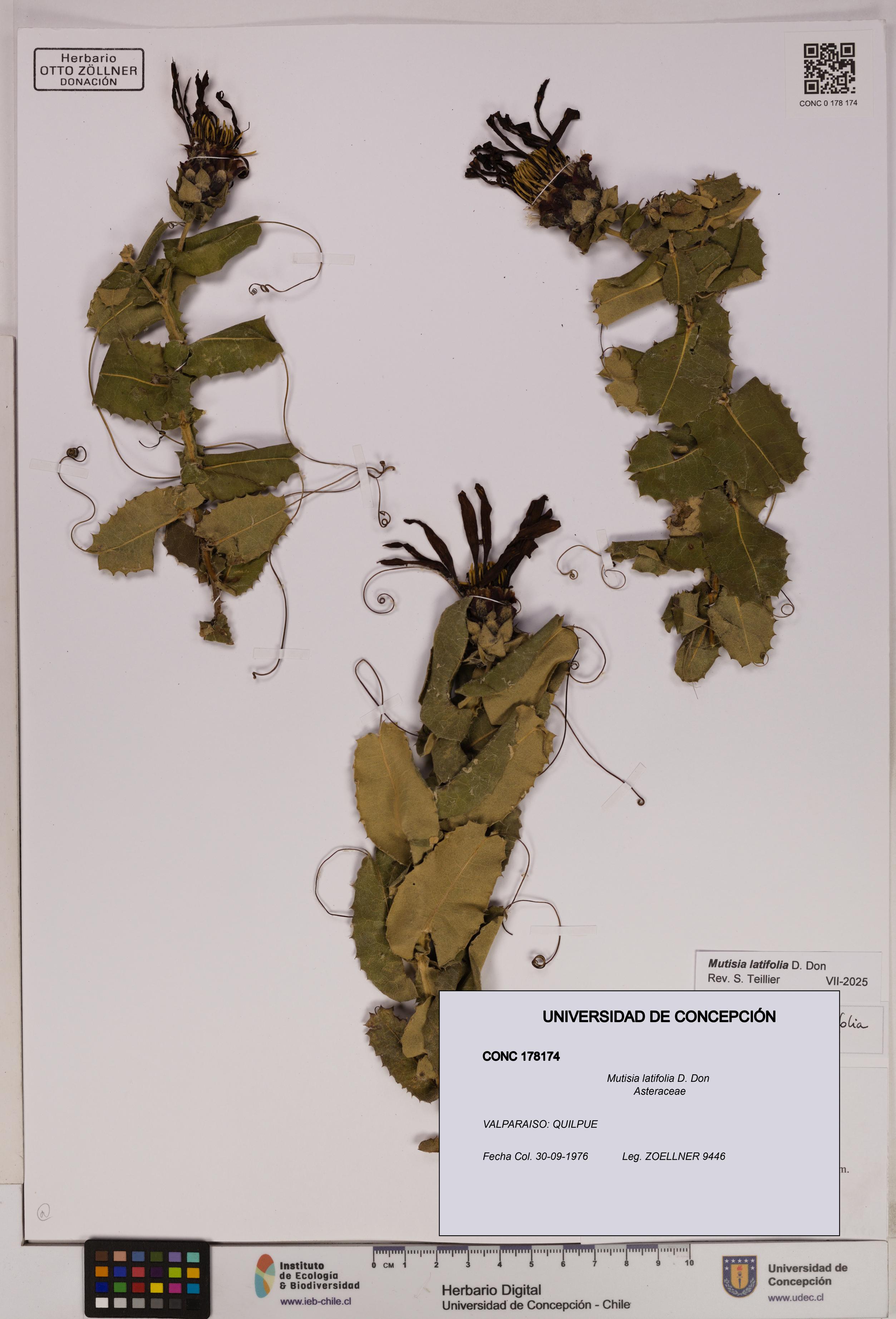 Mutisia latifolia [Espécimen: UDEC:CONC:0178174]