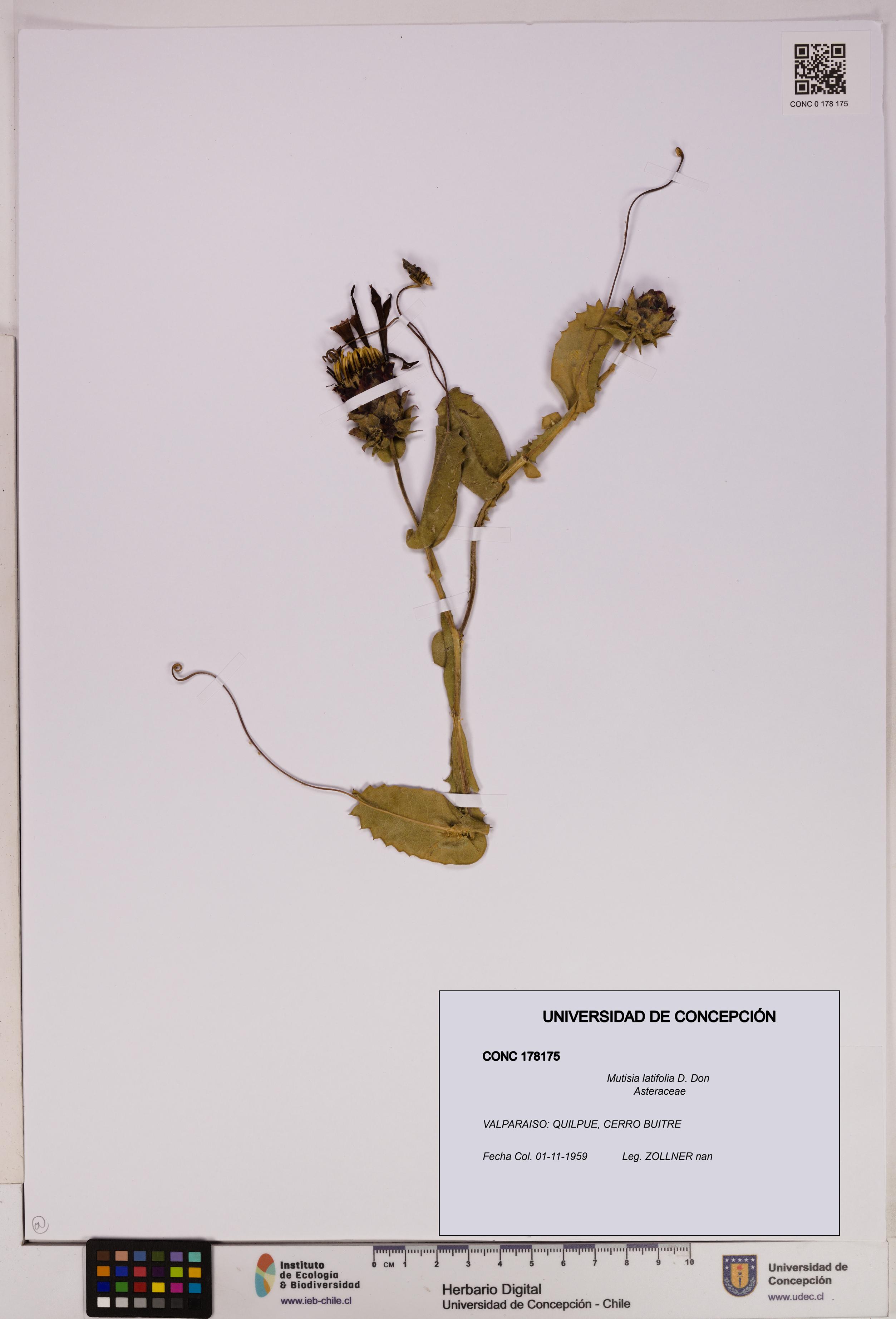 Mutisia latifolia [Espécimen: UDEC:CONC:0178175]