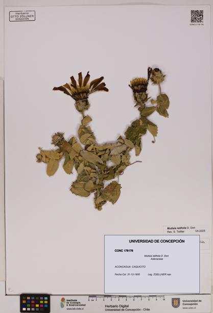 Mutisia latifolia [Espécimen: UDEC:CONC:0178176]