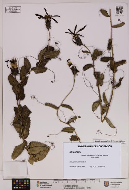 Mutisia spinosa var. spinosa [Espécimen: UDEC:CONC:0178178]
