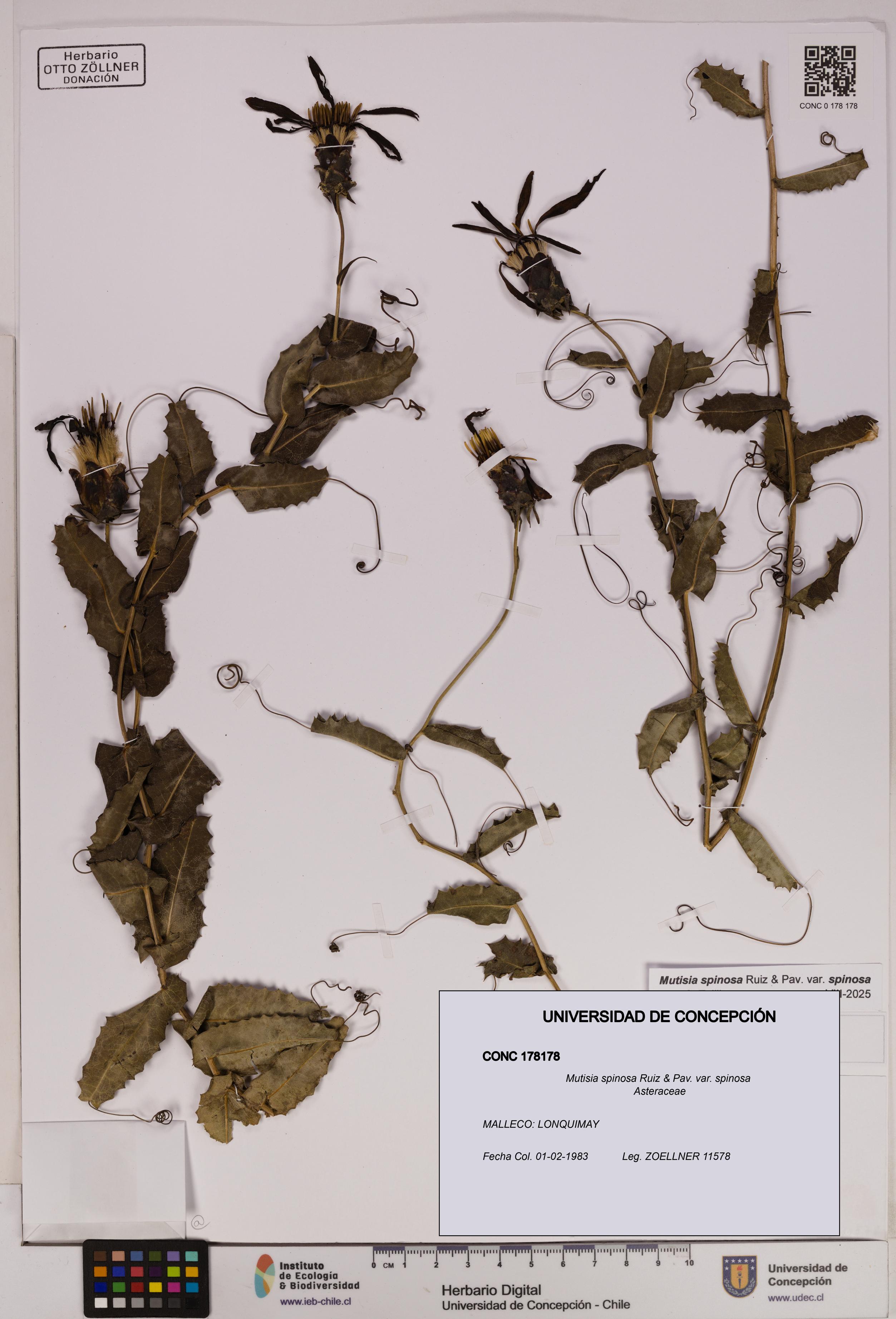 Mutisia spinosa var. spinosa [Espécimen: UDEC:CONC:0178178]