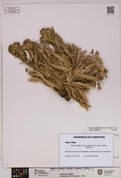Perezia multiflora subsp. multiflora [Espécimen: UDEC:CONC:0178193]