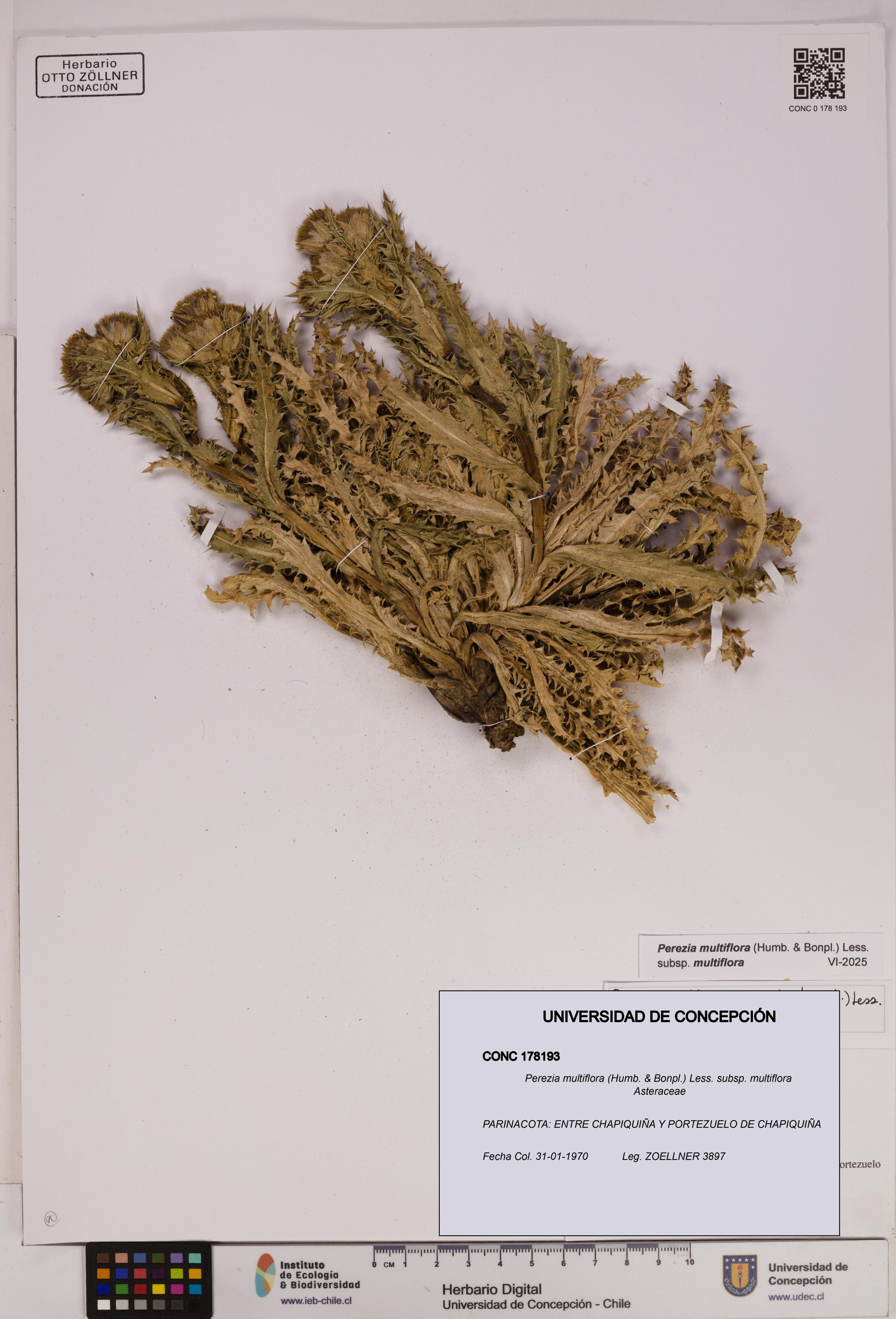 Perezia multiflora subsp. multiflora [Espécimen: UDEC:CONC:0178193]