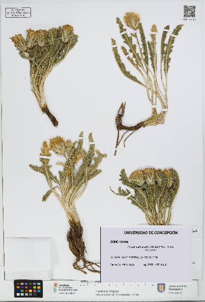 Perezia carthamoides [Espécimen: UDEC:CONC:0178194]