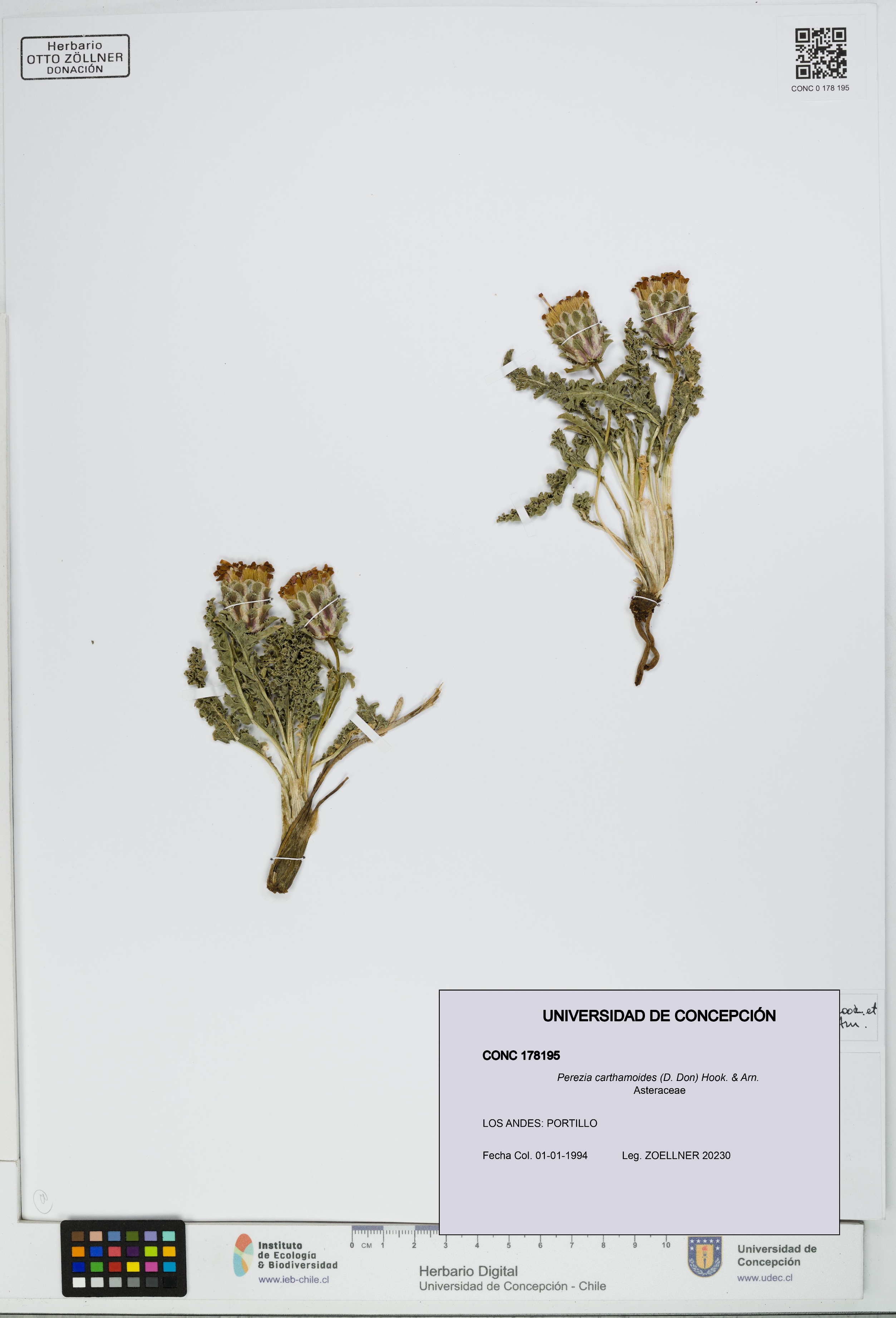 Perezia carthamoides [Espécimen: UDEC:CONC:0178195]