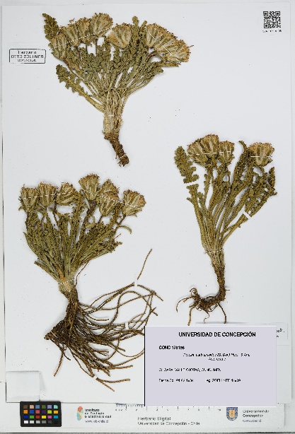Perezia carthamoides [Espécimen: UDEC:CONC:0178196]
