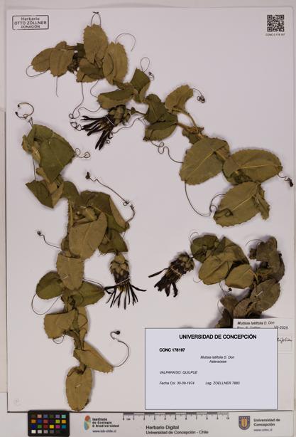 Mutisia latifolia [Espécimen: UDEC:CONC:0178197]