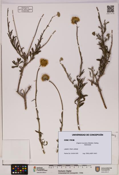 Erigeron luxurians [Espécimen: UDEC:CONC:0178198]