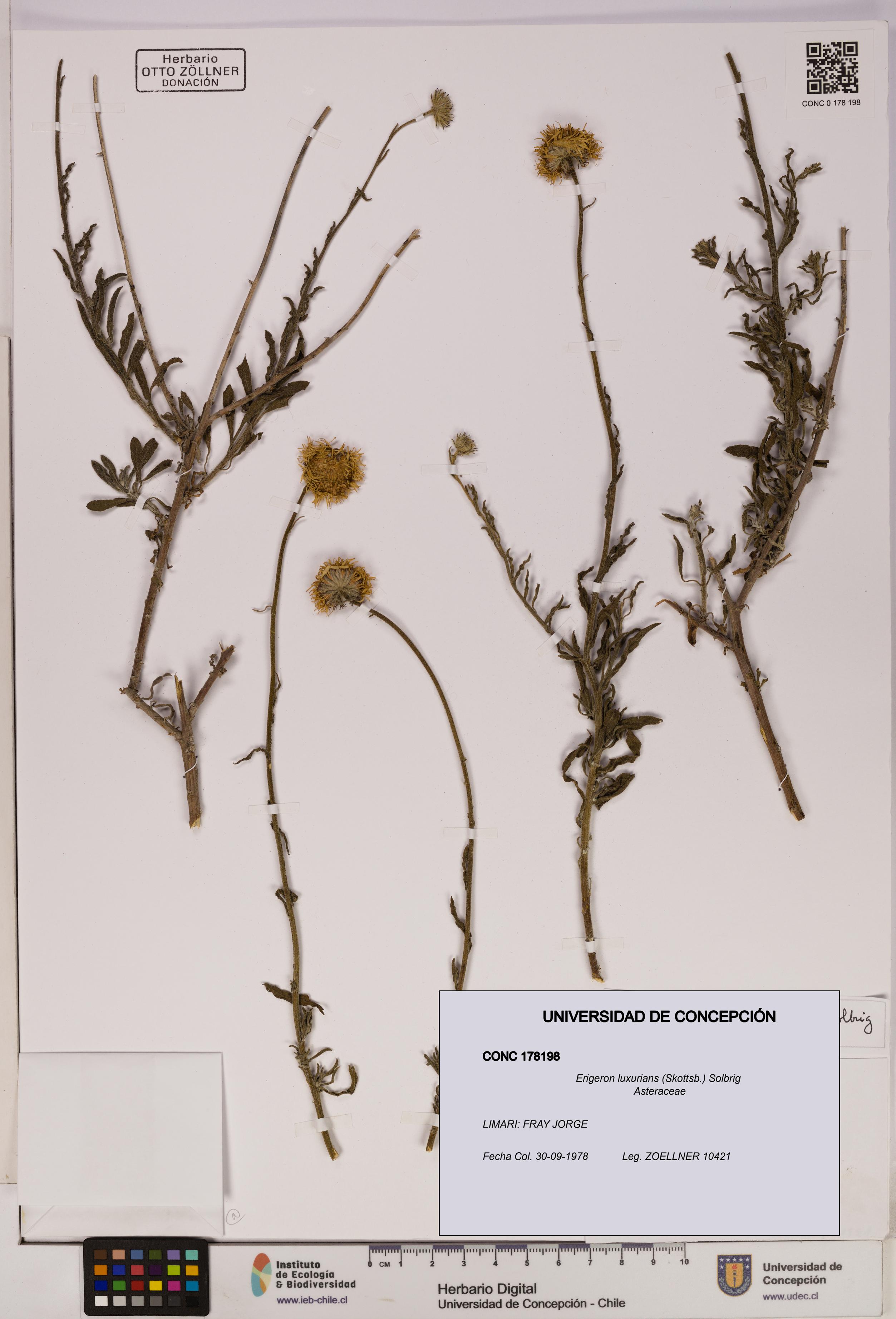 Erigeron luxurians [Espécimen: UDEC:CONC:0178198]