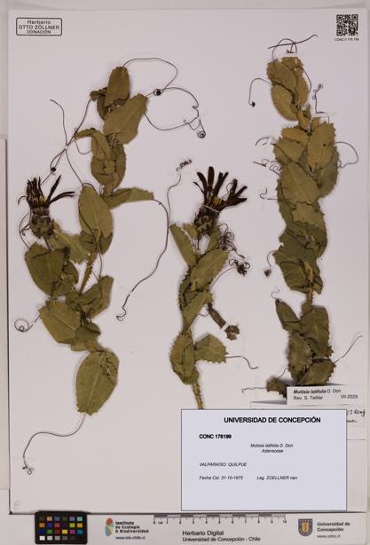 Mutisia latifolia [Espécimen: UDEC:CONC:0178199]