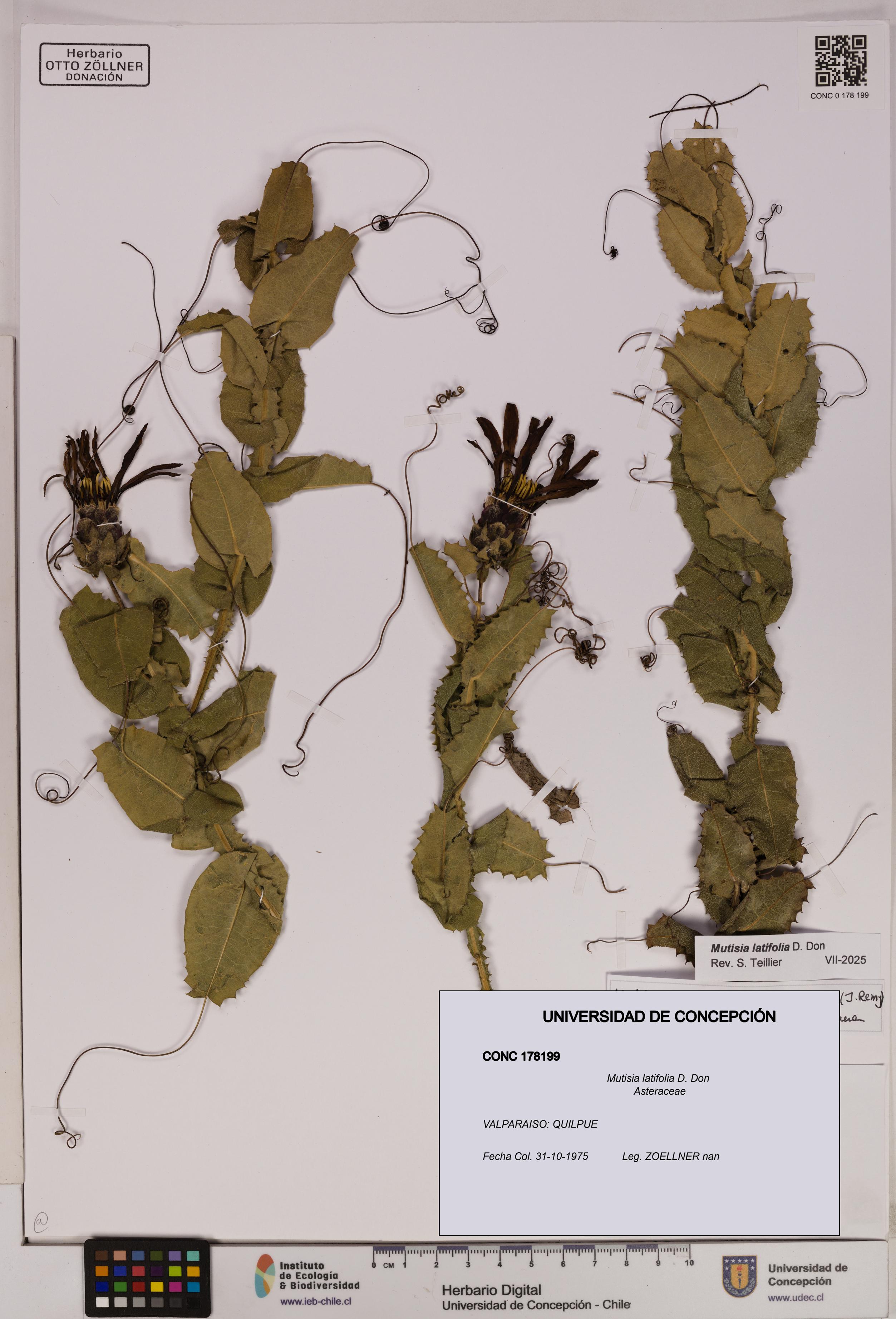 Mutisia latifolia [Espécimen: UDEC:CONC:0178199]