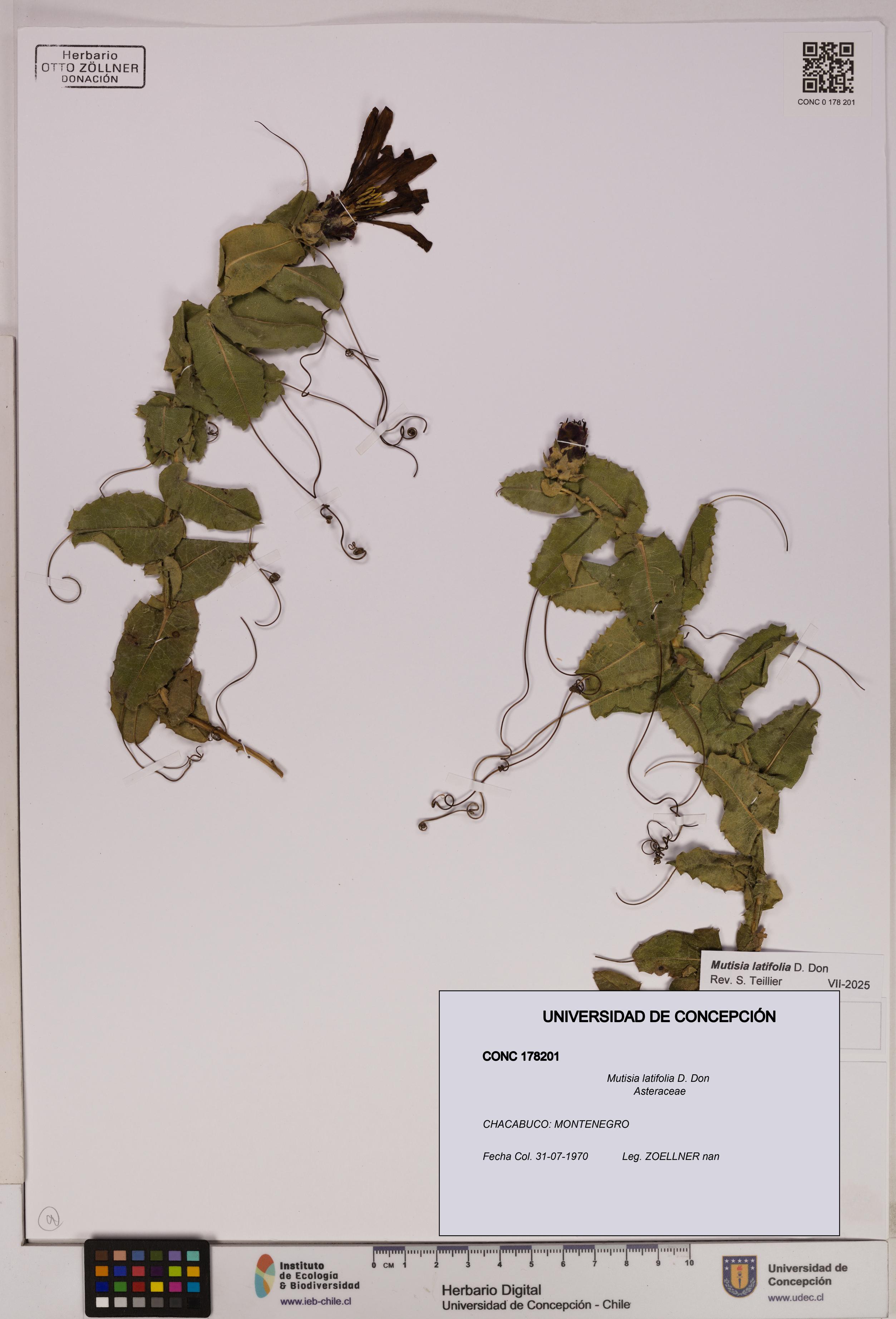 Mutisia latifolia [Espécimen: UDEC:CONC:0178201]