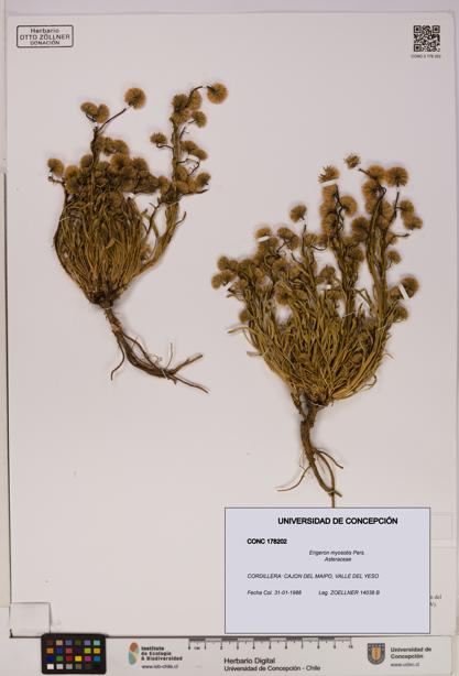 Erigeron myosotis [Espécimen: UDEC:CONC:0178202]