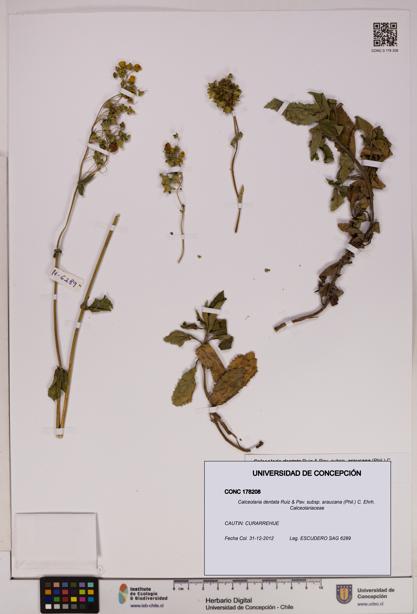 Calceolaria dentata subsp. araucana [Espécimen: UDEC:CONC:0178208]