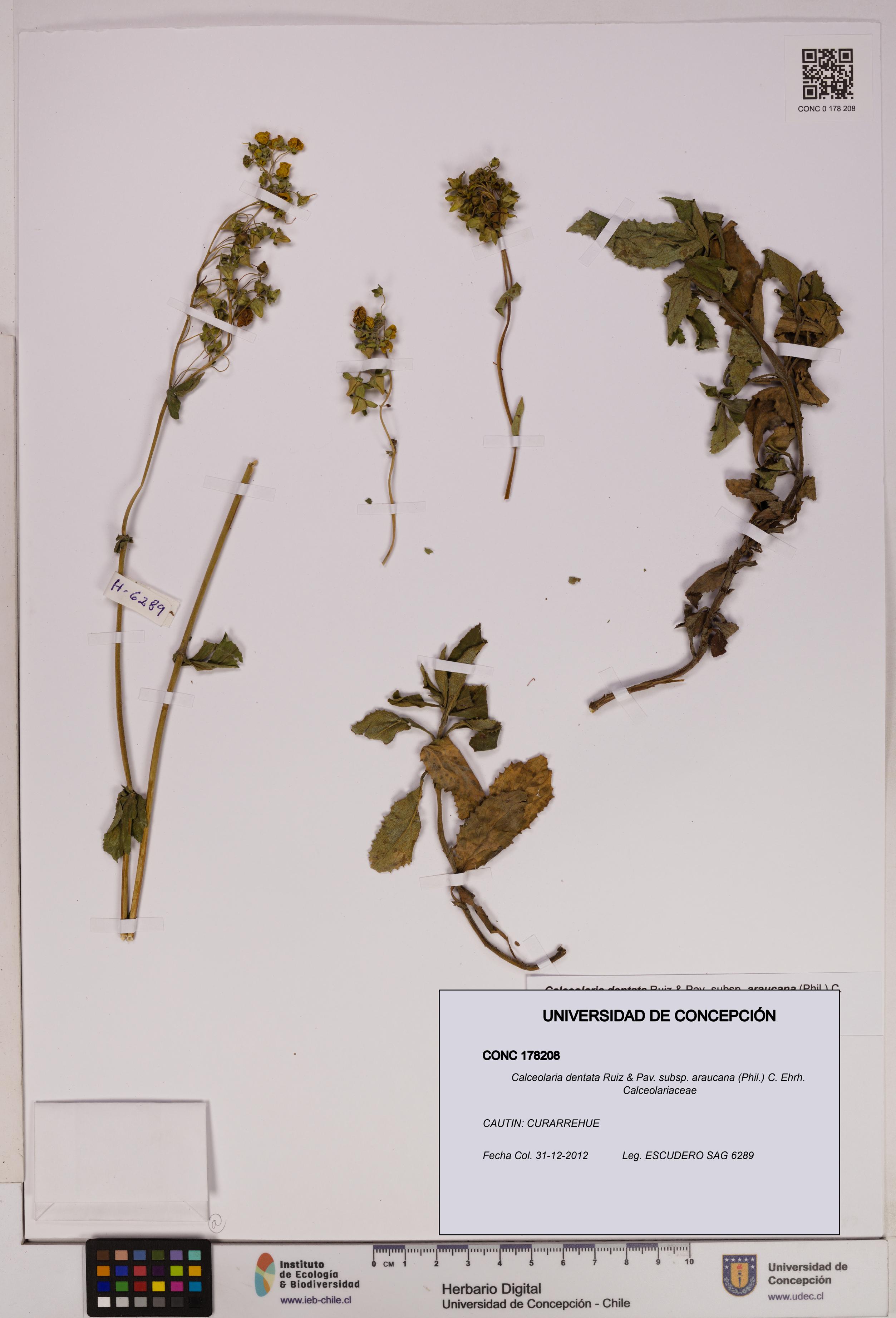 Calceolaria dentata subsp. araucana [Espécimen: UDEC:CONC:0178208]