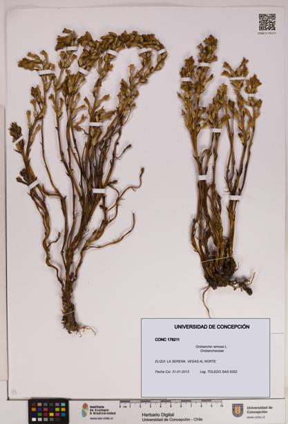 Orobanche ramosa [Espécimen: UDEC:CONC:0178211]
