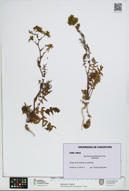 Moscharia pinnatifida [Espécimen: UDEC:CONC:0178215]