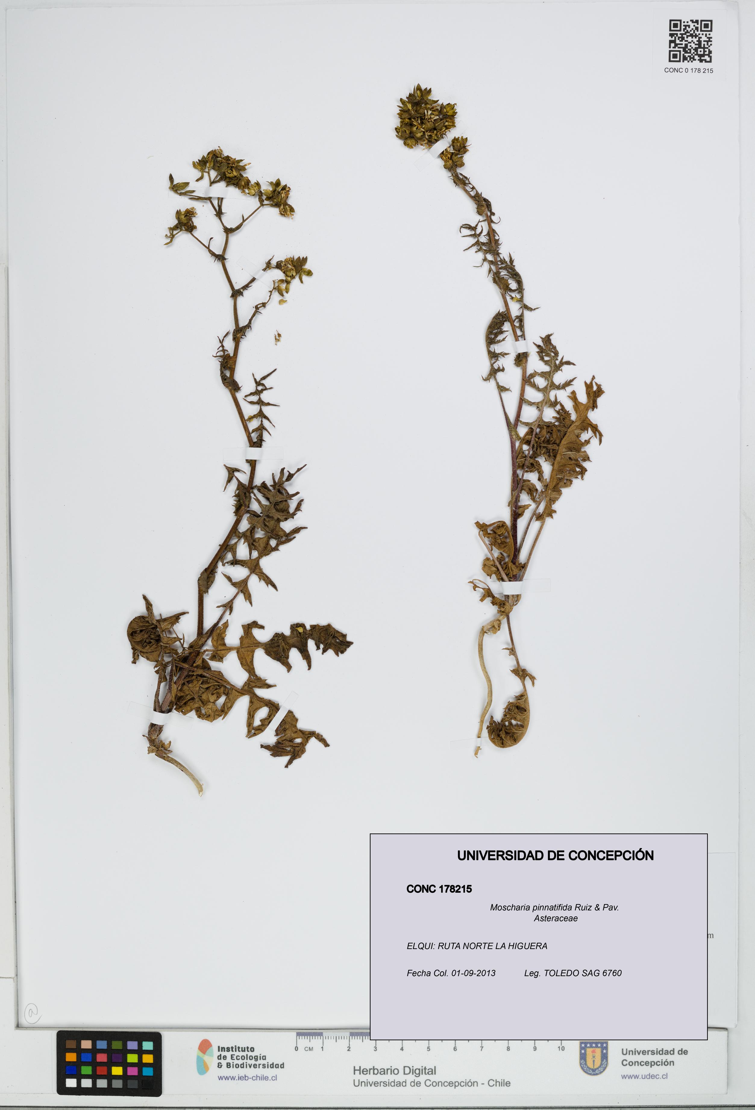 Moscharia pinnatifida [Espécimen: UDEC:CONC:0178215]