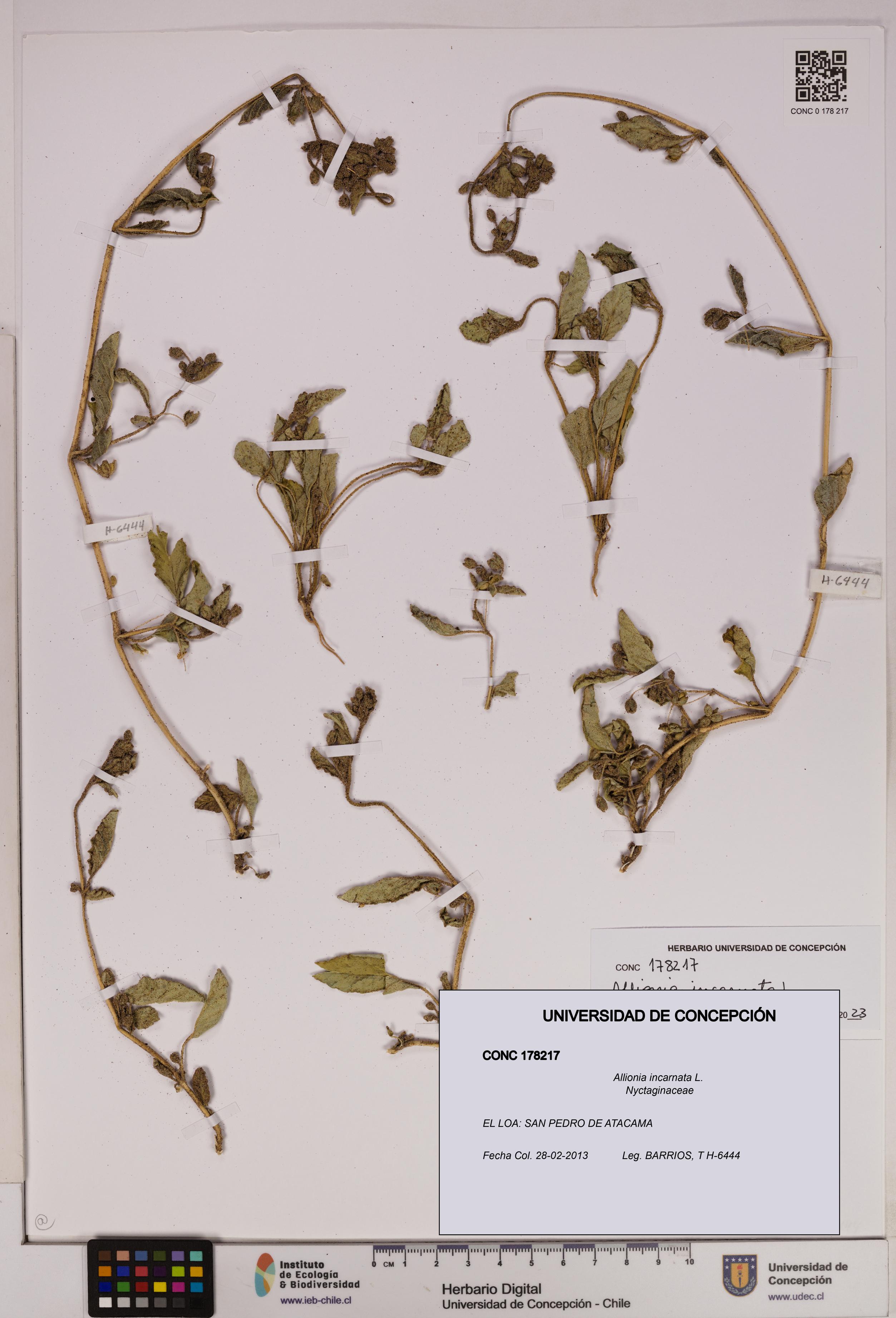 Allionia incarnata [Espécimen: UDEC:CONC:0178217]