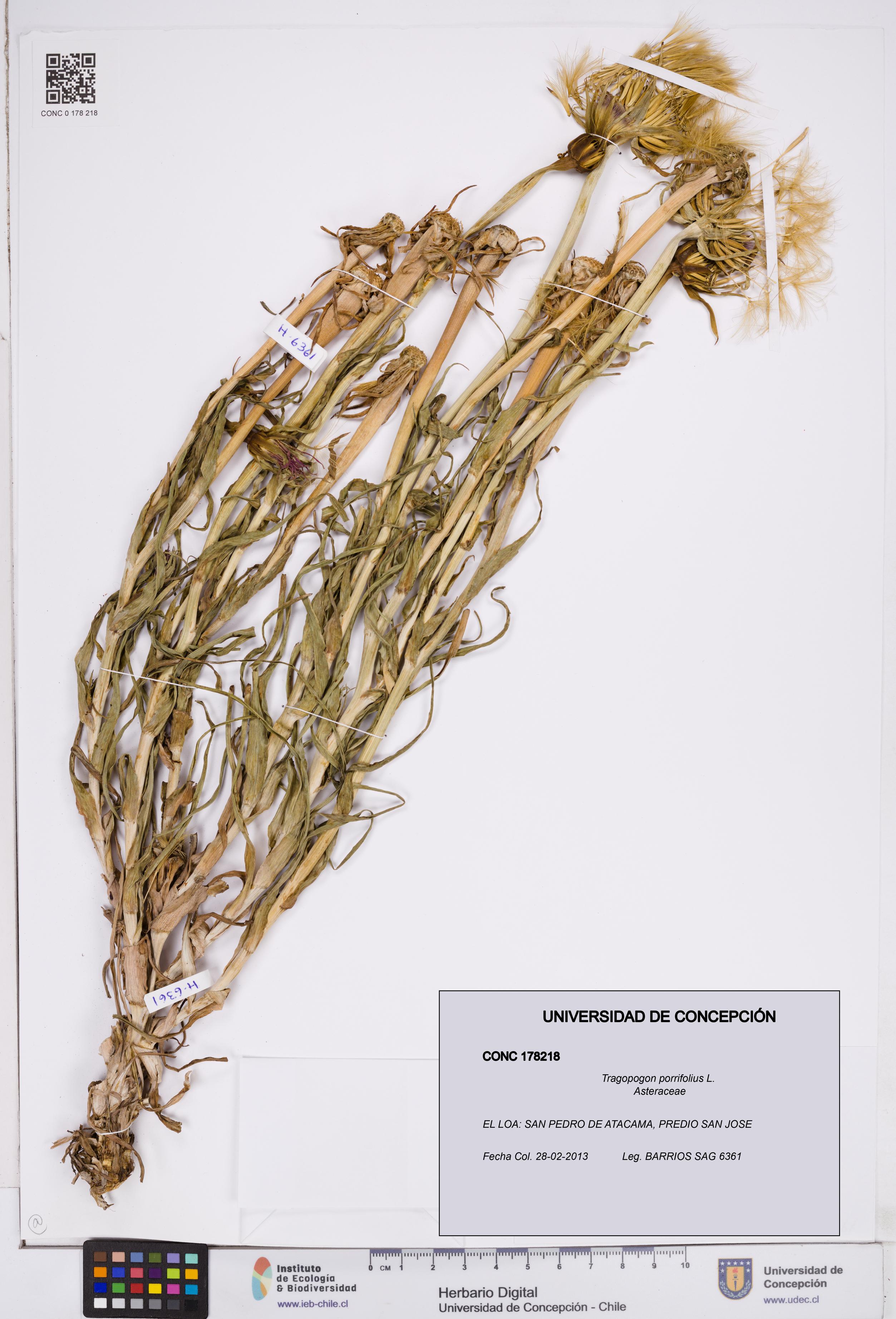 Tragopogon porrifolius [Espécimen: ]