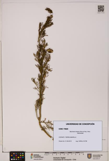 Baccharis linearis [Espécimen: UDEC:CONC:0178223]