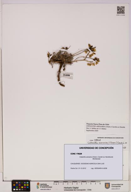 Cistanthe arenaria [Espécimen: UDEC:CONC:0178228]