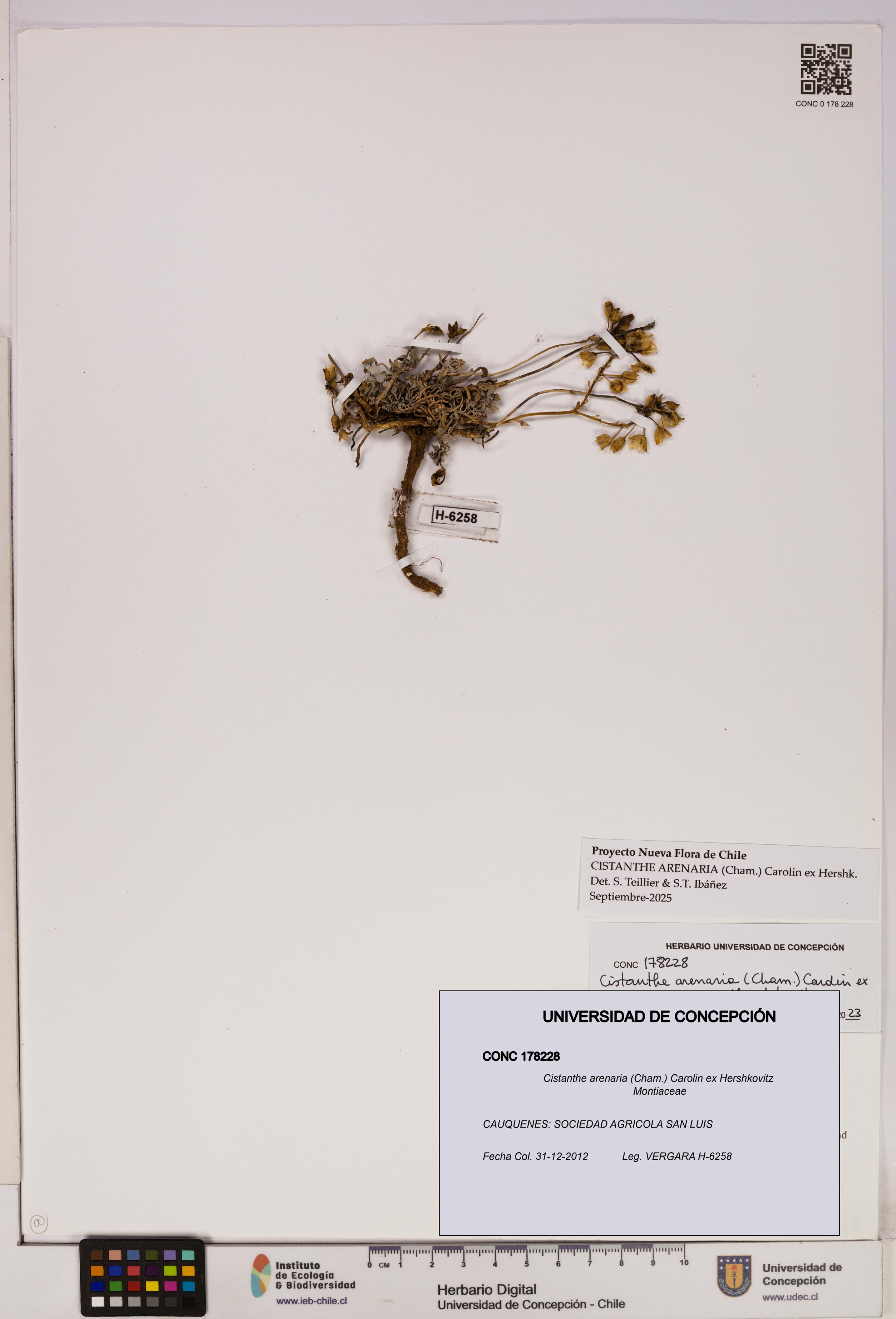 Cistanthe arenaria [Espécimen: UDEC:CONC:0178228]