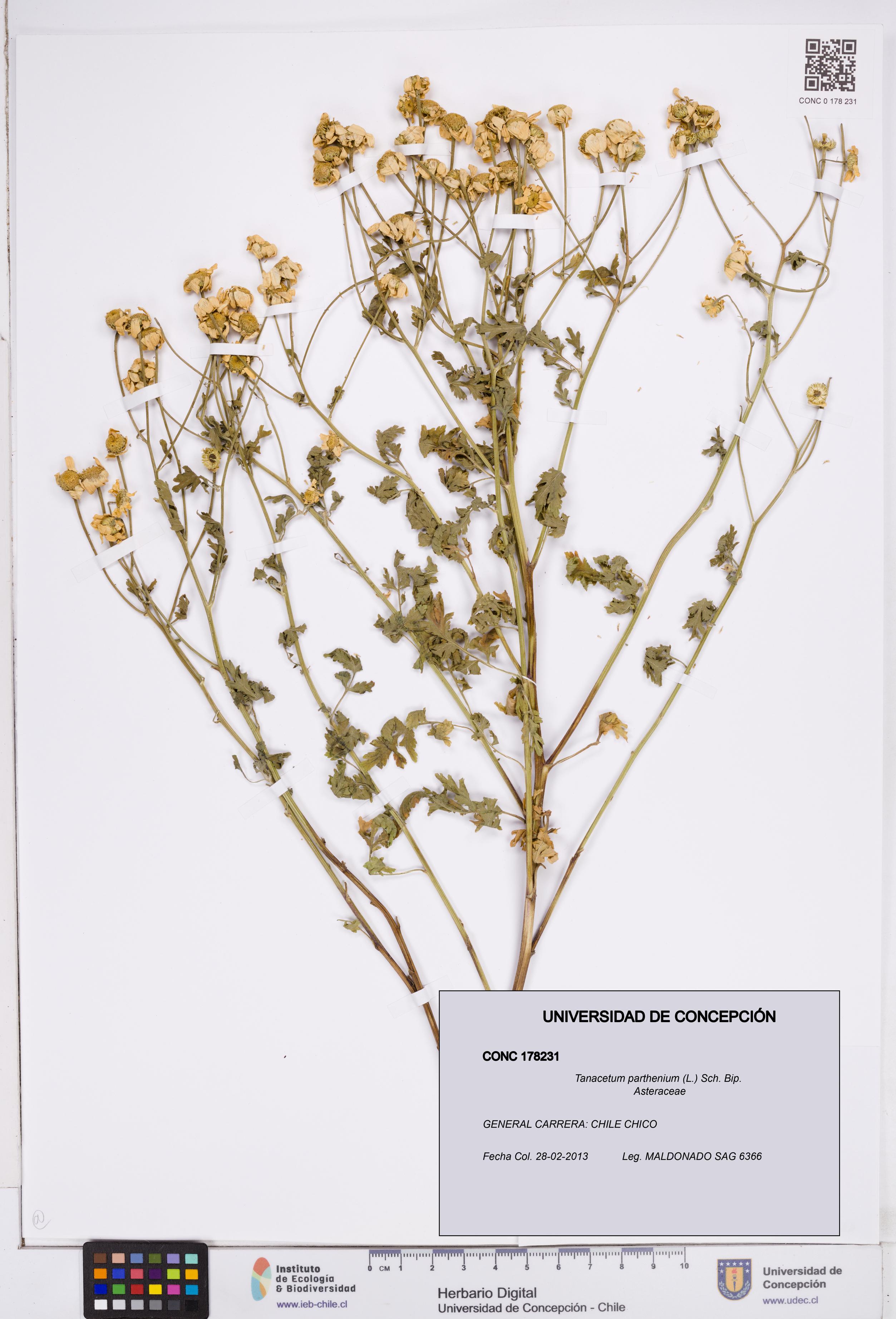 Tanacetum parthenium [Espécimen: ]