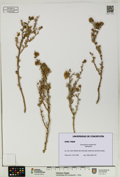 Chersodoma candida [Espécimen: UDEC:CONC:0178235]