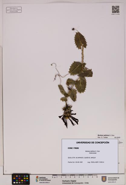 Mutisia latifolia [Espécimen: UDEC:CONC:0178252]