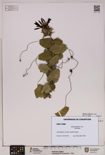 Mutisia latifolia [Espécimen: UDEC:CONC:0178256]