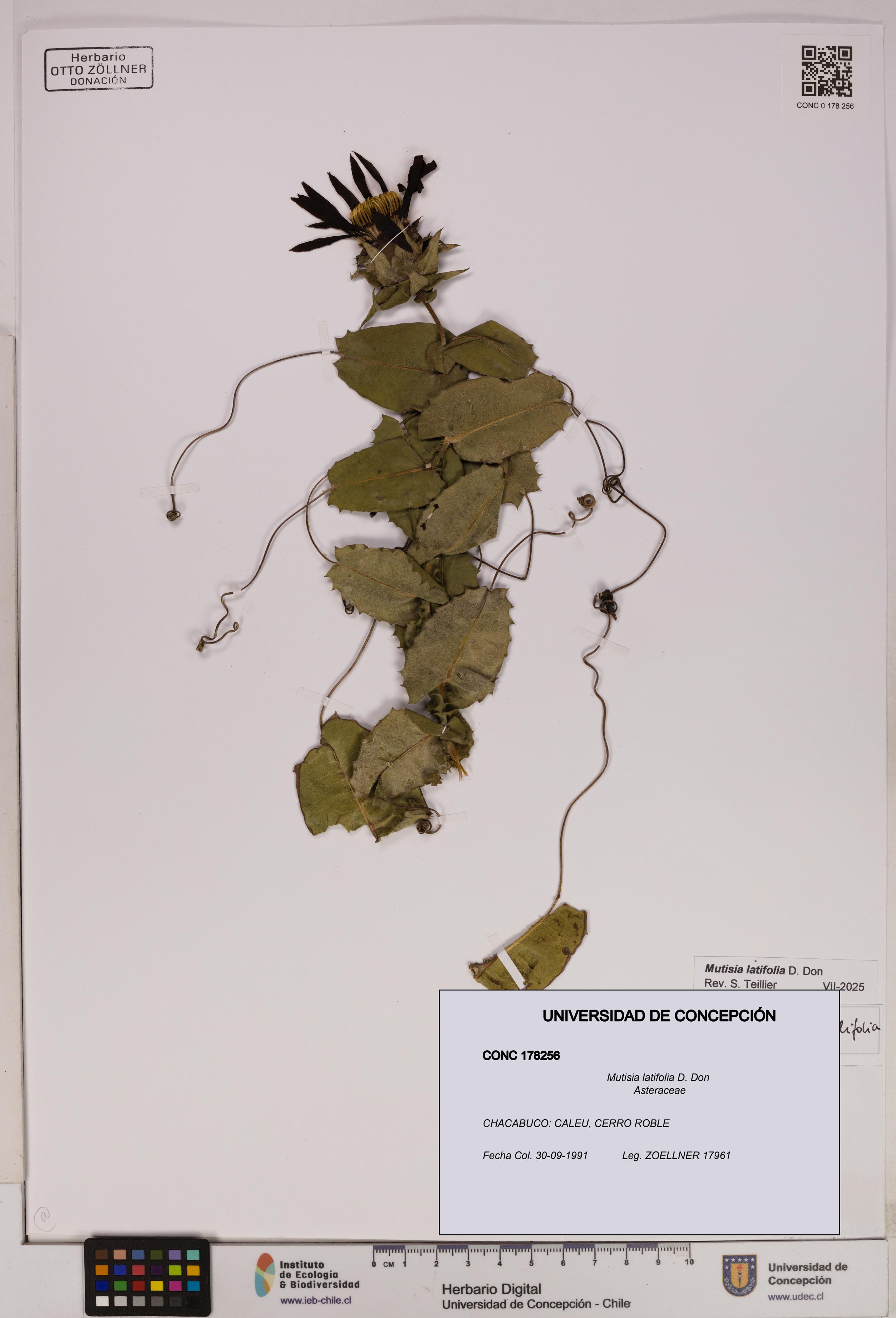 Mutisia latifolia [Espécimen: UDEC:CONC:0178256]