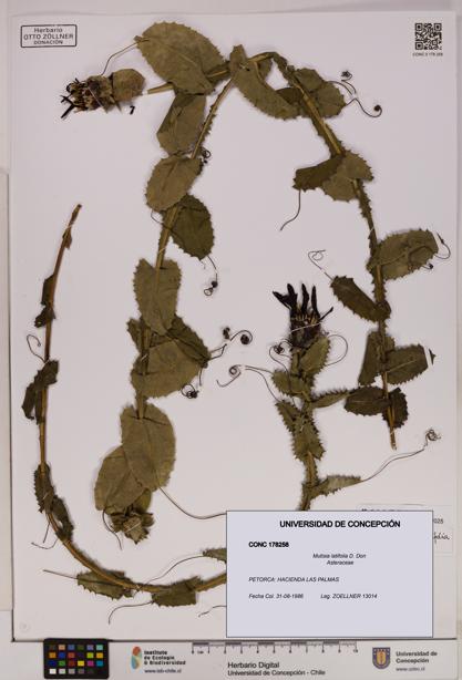 Mutisia latifolia [Espécimen: UDEC:CONC:0178258]
