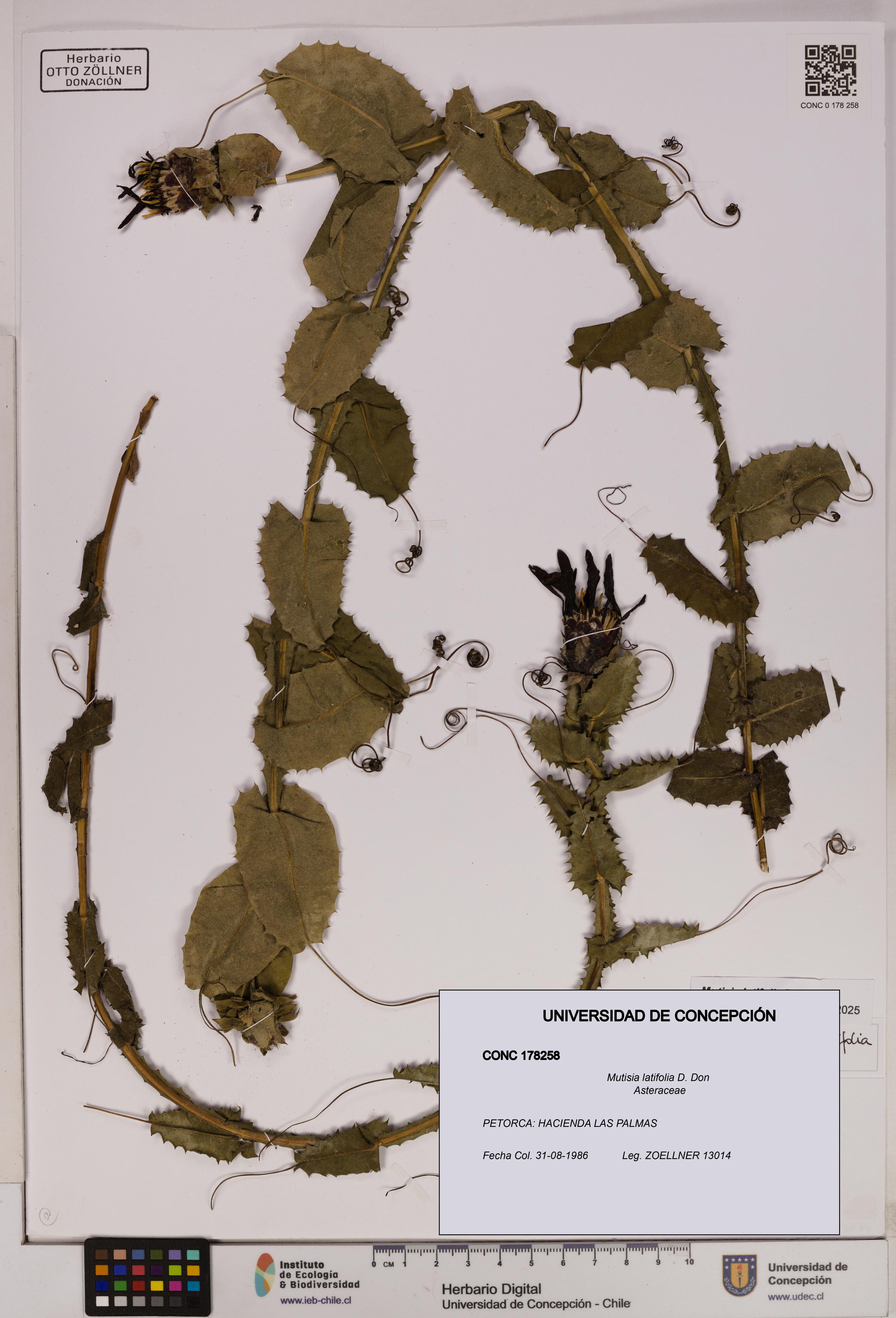 Mutisia latifolia [Espécimen: UDEC:CONC:0178258]
