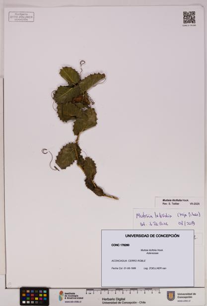 Mutisia ilicifolia [Espécimen: UDEC:CONC:0178260]