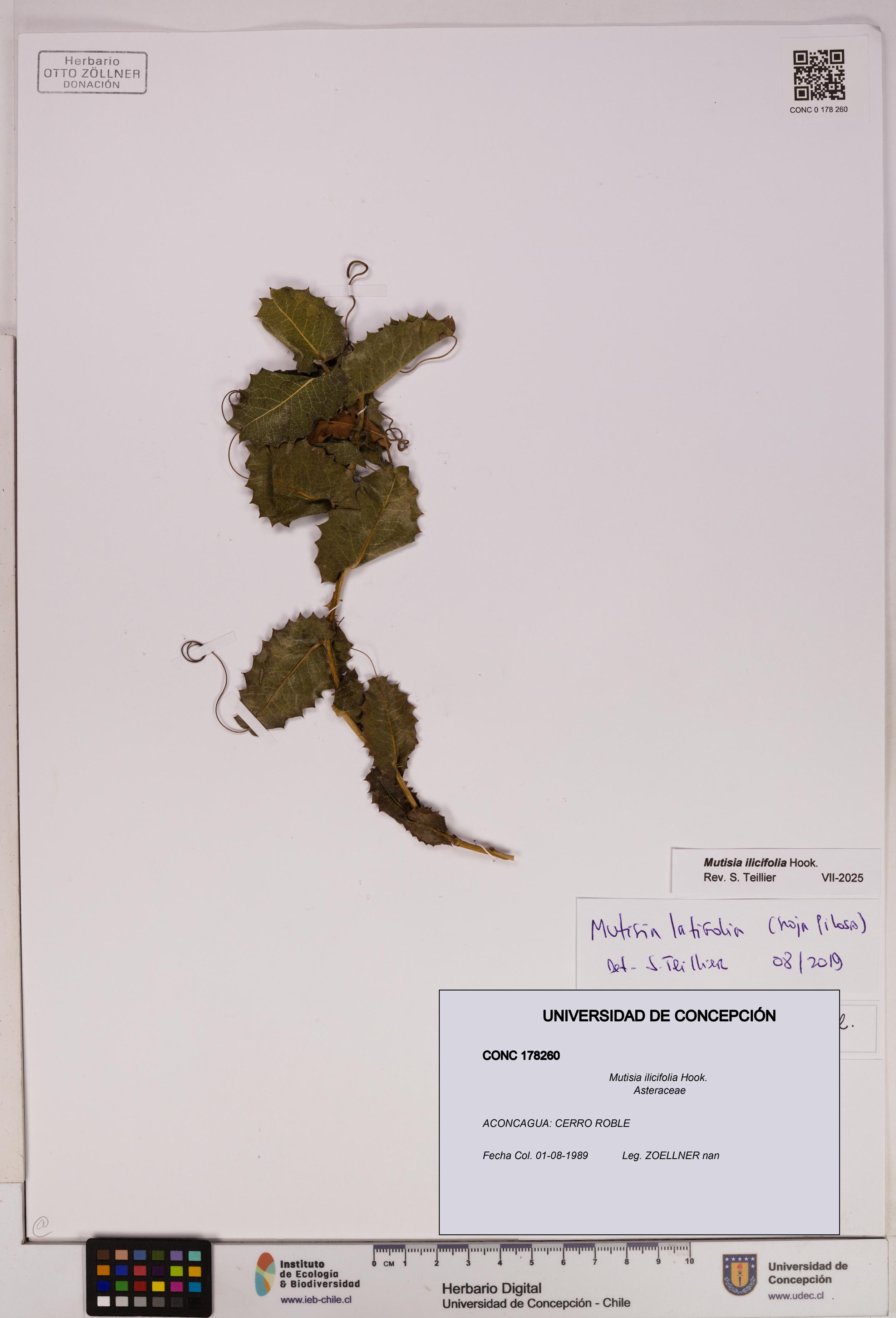 Mutisia ilicifolia [Espécimen: UDEC:CONC:0178260]