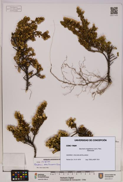 Baccharis magellanica [Espécimen: UDEC:CONC:0178261]