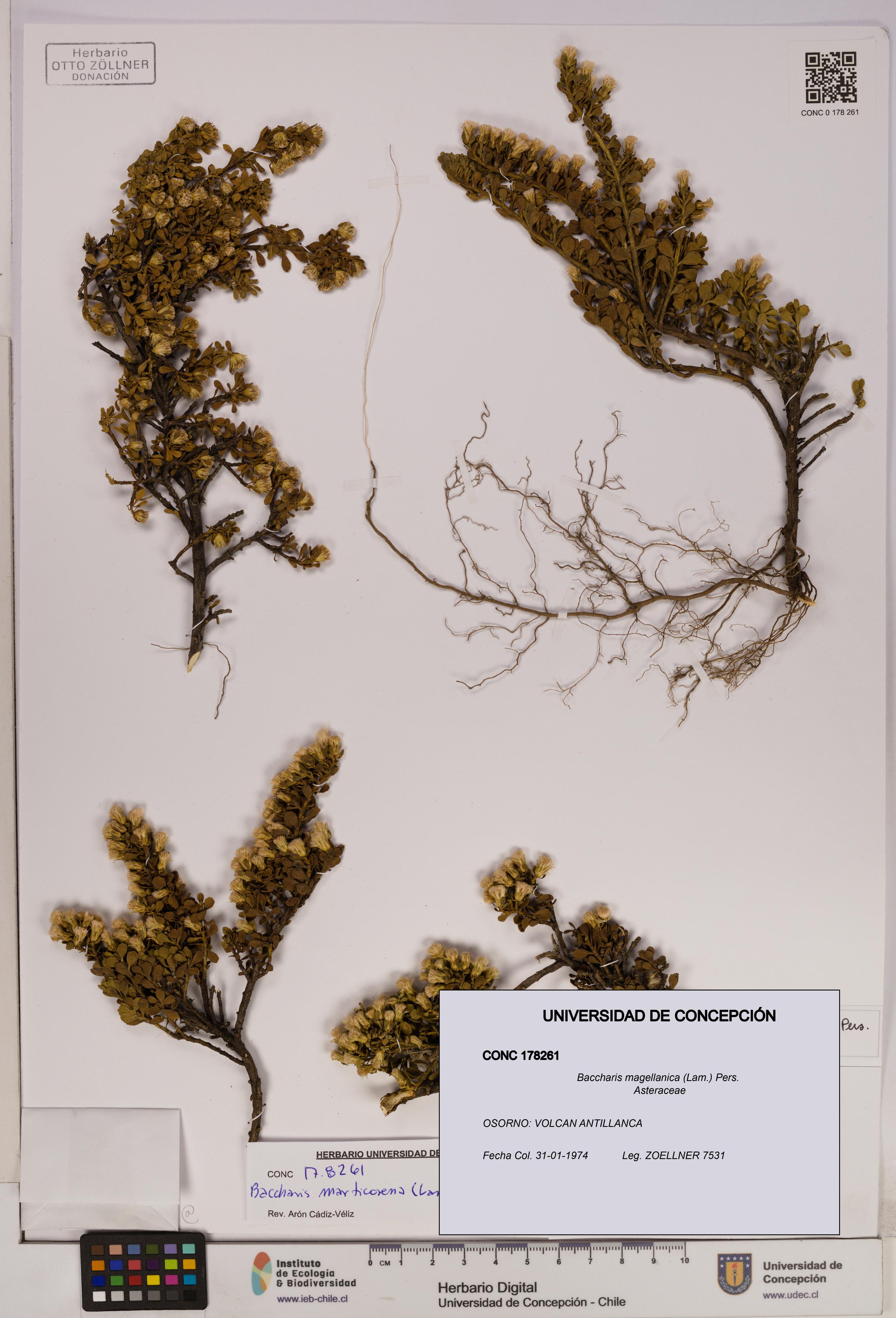 Baccharis magellanica [Espécimen: UDEC:CONC:0178261]