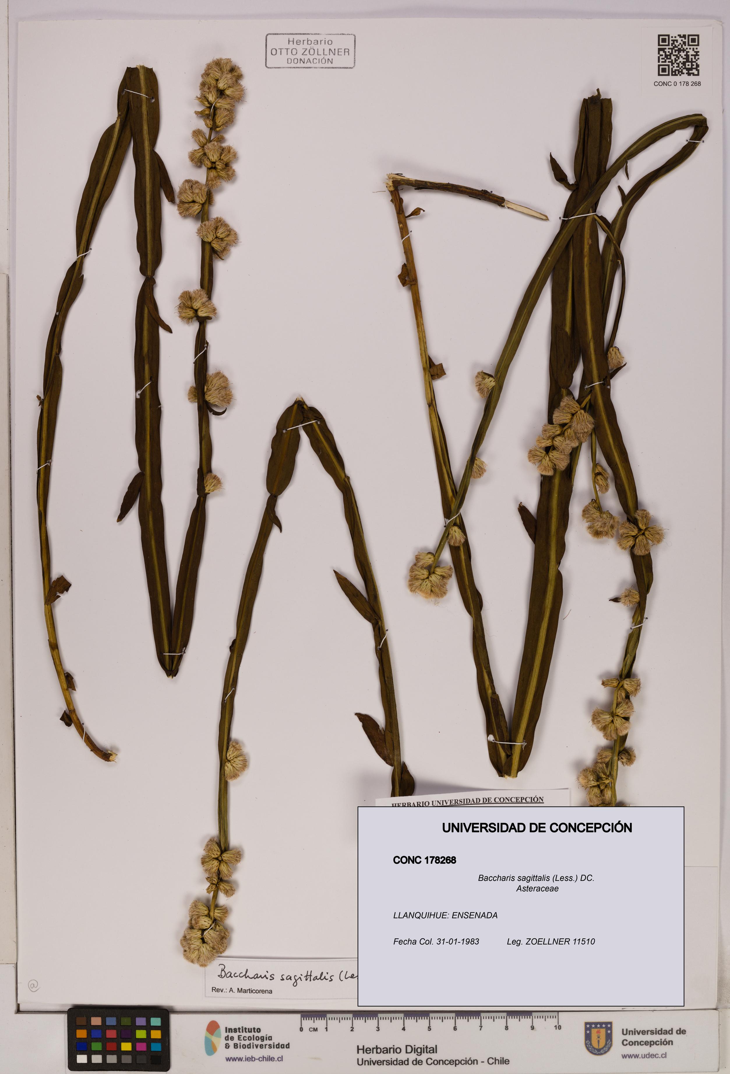 Baccharis sagittalis [Espécimen: UDEC:CONC:0178268]