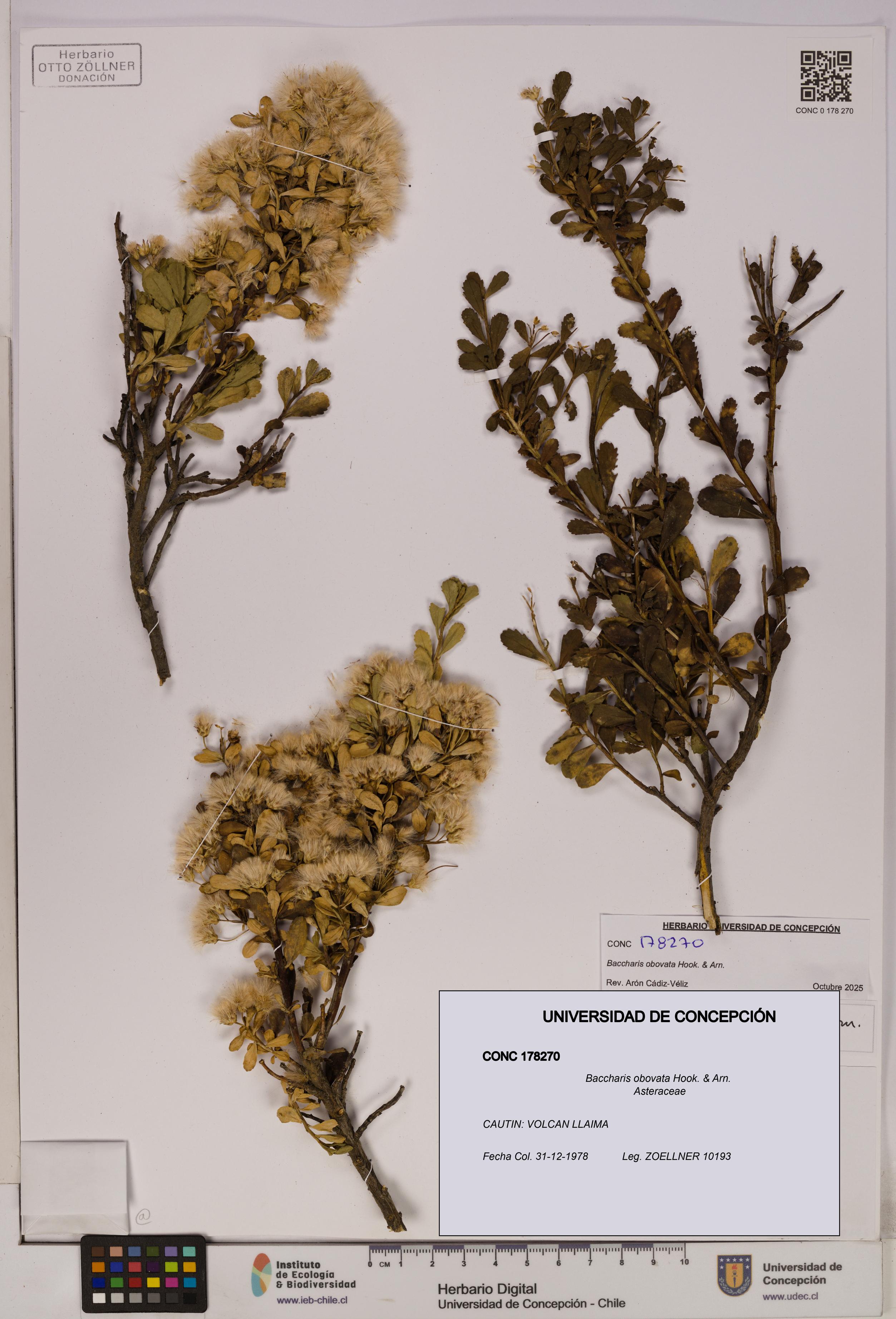 Baccharis obovata [Espécimen: UDEC:CONC:0178270]