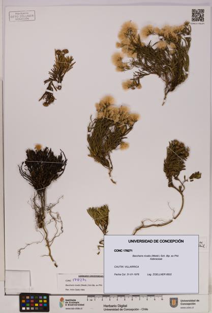 Baccharis nivalis [Espécimen: UDEC:CONC:0178271]