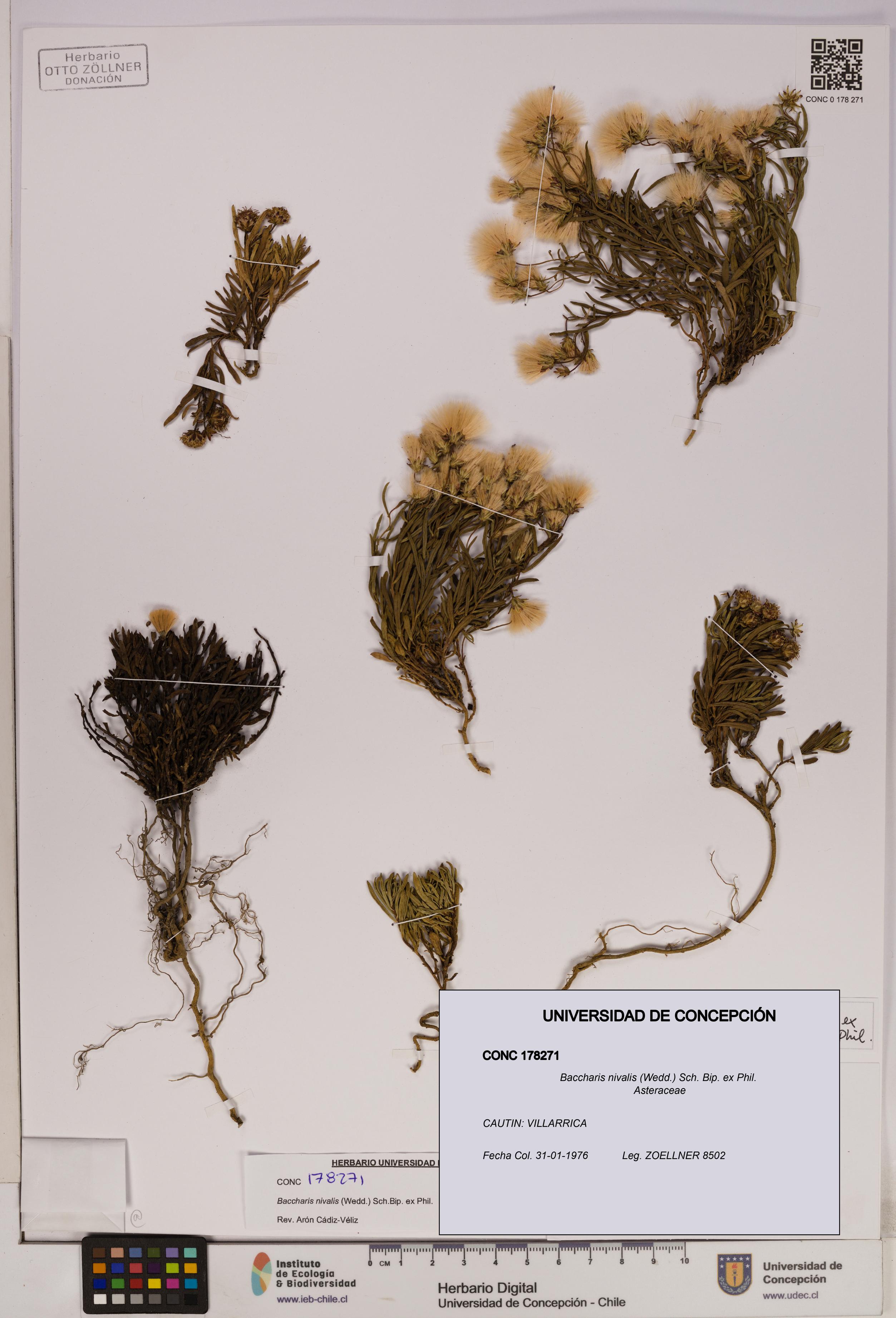Baccharis nivalis [Espécimen: UDEC:CONC:0178271]